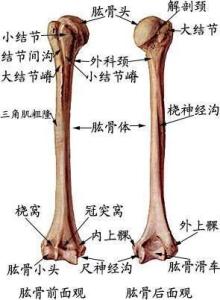 肱骨
