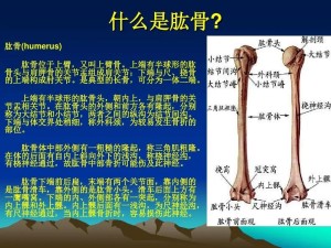 肱骨