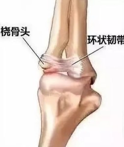 肱骨