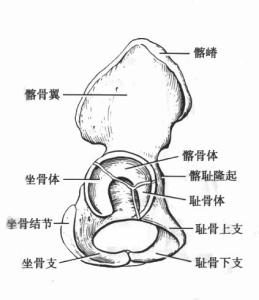 下肢骨