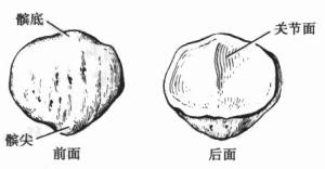 下肢骨