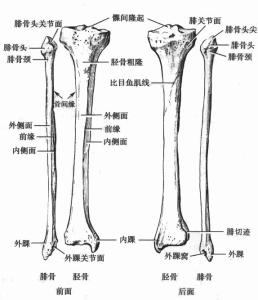 下肢骨