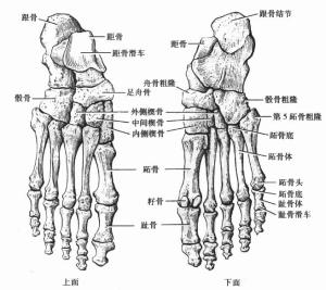 下肢骨