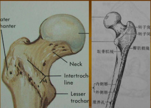 股骨