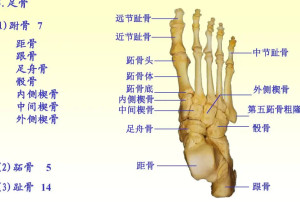 足骨