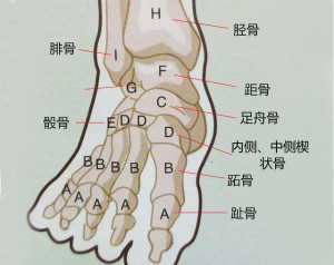 骰骨