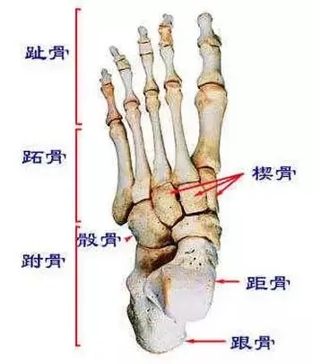 骰骨