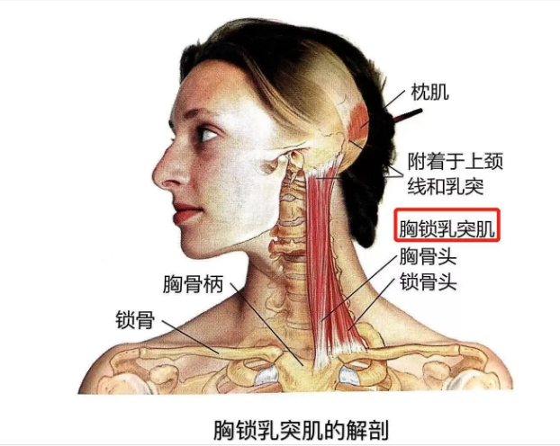 胸锁乳突肌