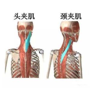 夹肌