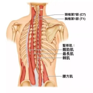 竖脊肌