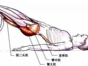 竖脊肌
