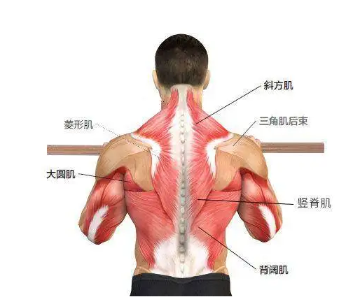 竖脊肌