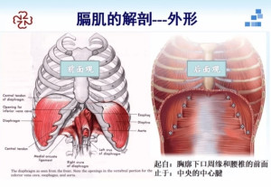 膈肌