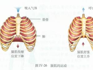 膈肌