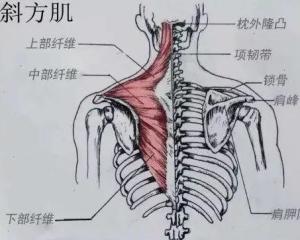 斜方肌