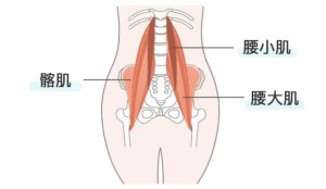 背阔肌结构