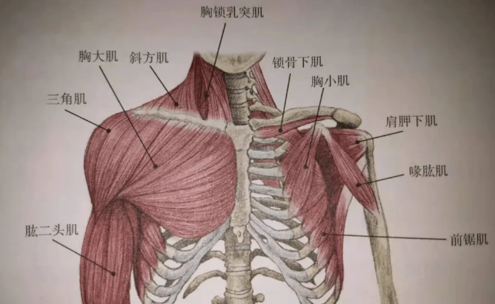 前锯肌