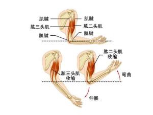 肱二头肌