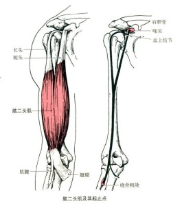 肱二头肌