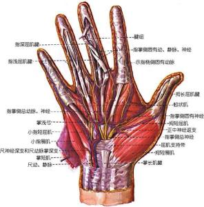 手肌