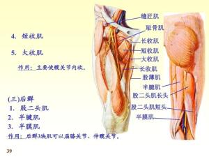 下肢肌图册