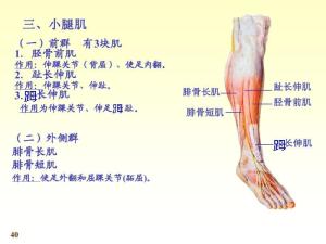 下肢肌图册