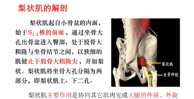 梨状肌