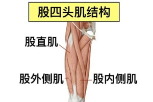 股四头肌