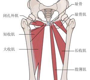 大收肌