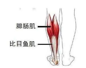 比目鱼肌