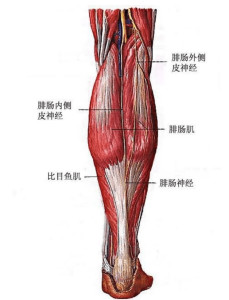 比目鱼肌