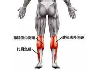 比目鱼肌