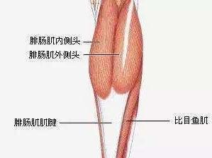 比目鱼肌