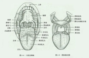 腭