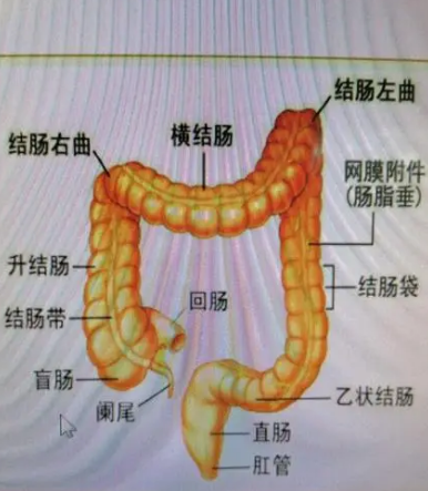盲肠