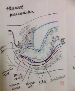 直肠解刨结构