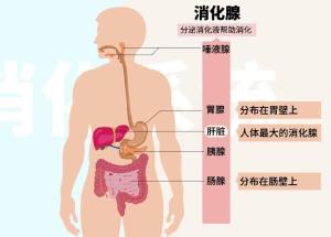 消化腺