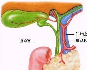 胆总管