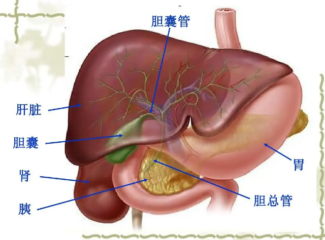 胆总管