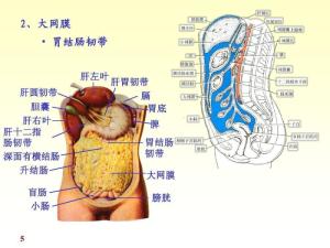 腹膜图册