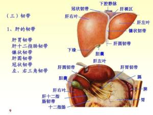 腹膜图册