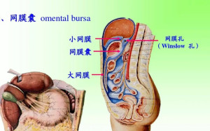 大网膜
