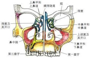 上颌窦