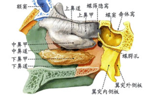 蝶窦