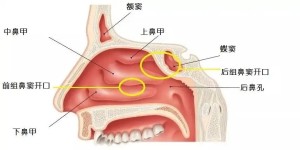 蝶窦