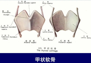 甲状软骨