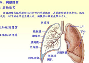 胸膜