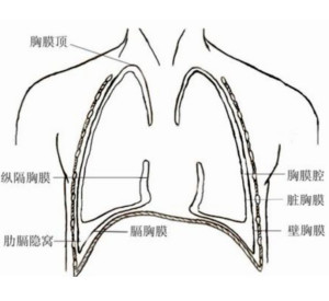 壁胸膜