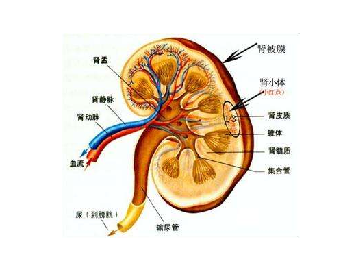 肾盂