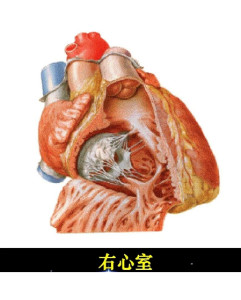右心室